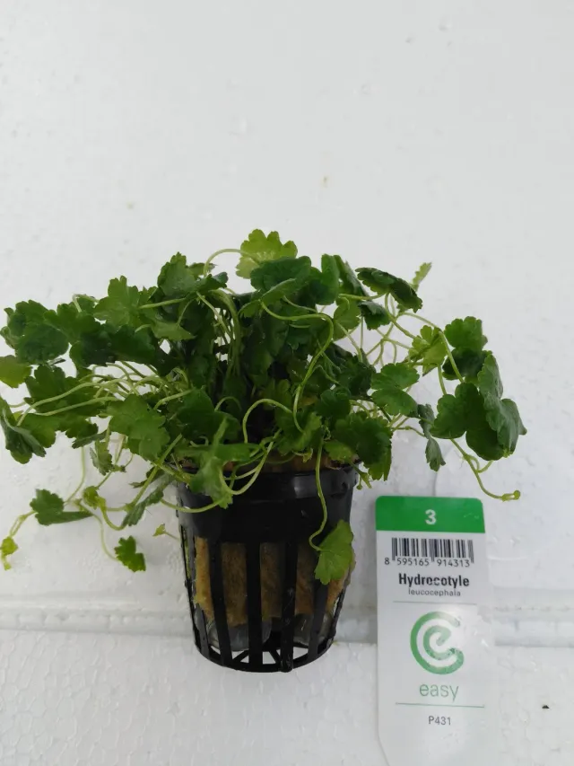 Näsets Ciklidhobby Hydrocotyle leucocephala växt Easy3