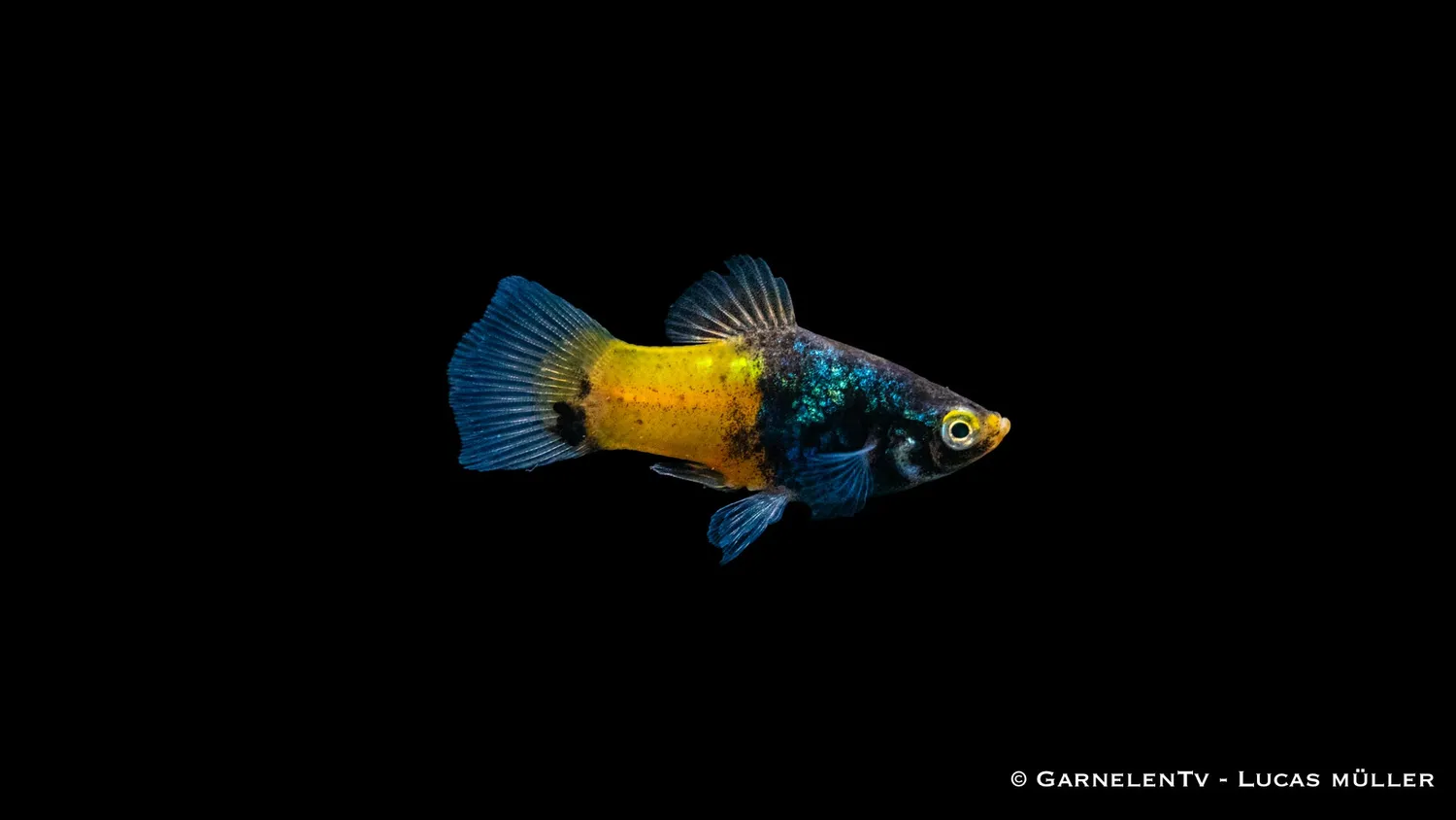 Garnelen TV Hummel Xiphophorus maculatus platy fläckig