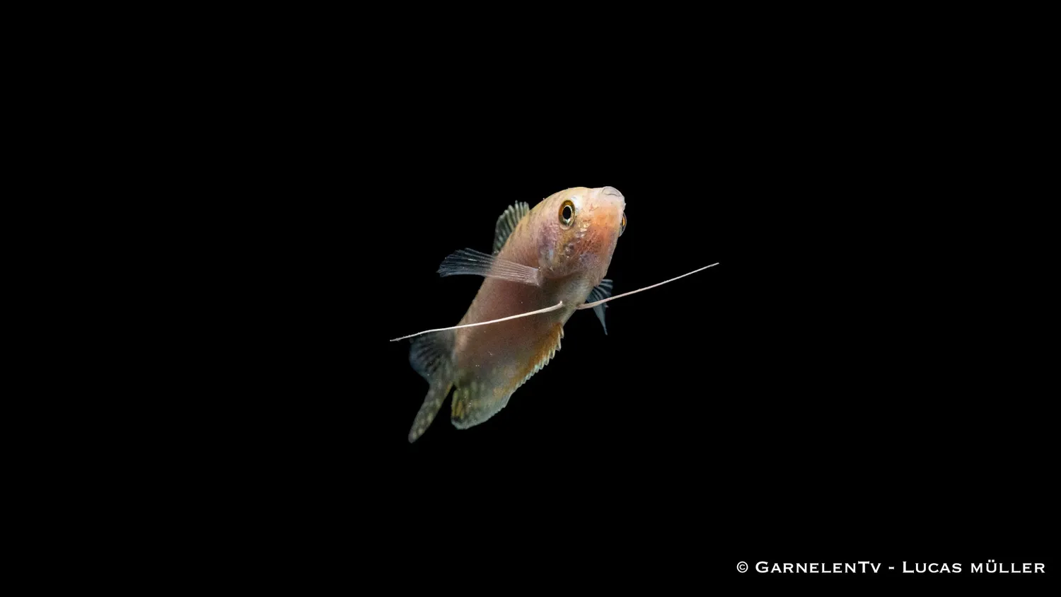 Garnelen TV Prickig Opal Trichogaster trichopterus trådgurami