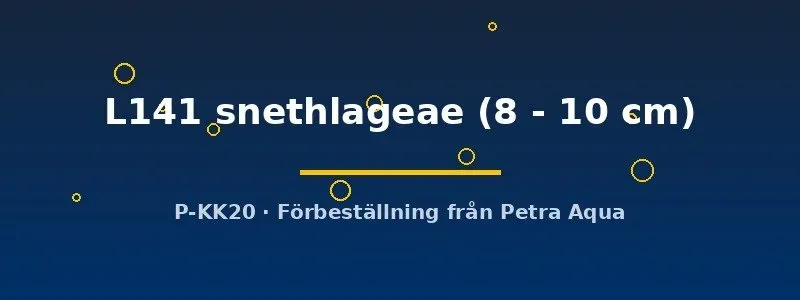 Hemiancistrus L141 snethlageae mal 8–10 cm