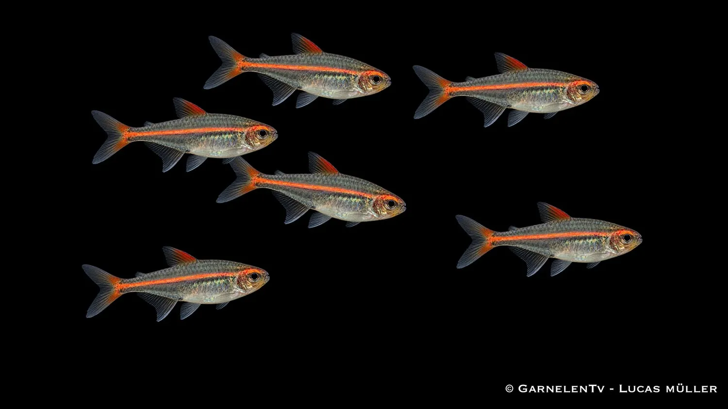 Garnelen TV Glödljustetra Hemigrammus stimfisk