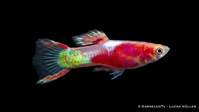 Garnelen TV Endlers Guppy Red Neon guppy hane nano