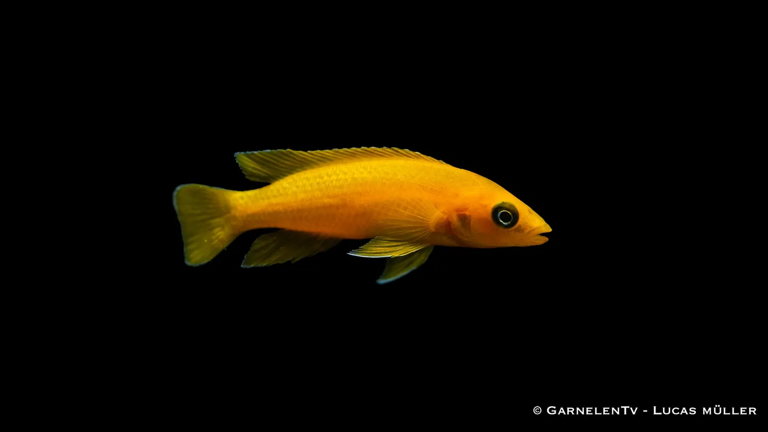 Garnelen TV Neolamprologus leleupi ciklid guld DNZ