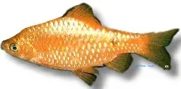 Näsets Rosy Barb Diamond akvariefisk 2–2,5 cm stimfisk