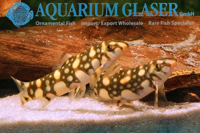 Näsets Ciklidhobby Botia kubotai loach akvariefisk 5–7 cm