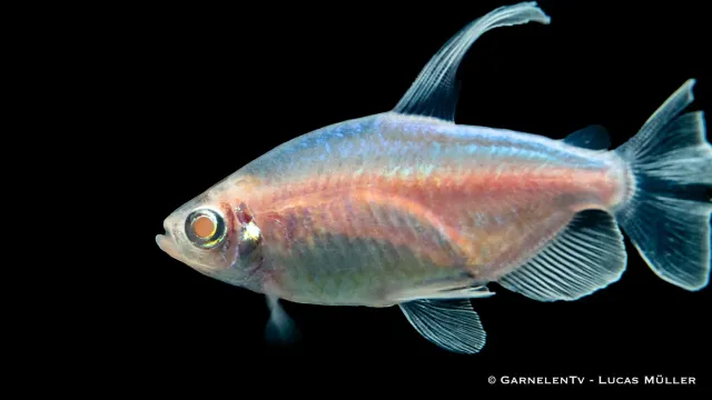 Garnelen TV Kongosalmler albino kongotetra stimfisk