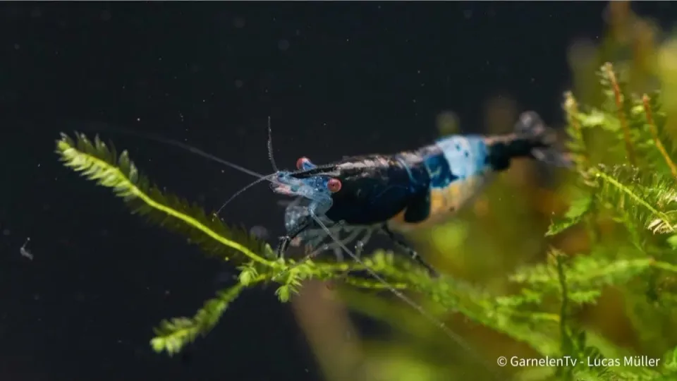 Garnelen TV Neocaridina Blue Carbon Rili räka blå