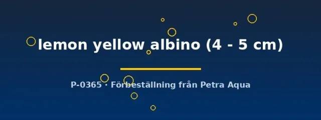 Aulonocara Lemon Yellow Albino ciklid 4–5 cm