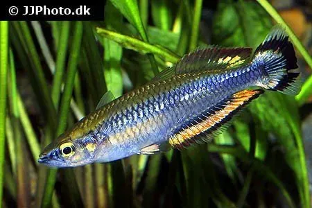 Näsets Ciklidhobby Bedotia madagascariensis regnbågsfisk 4–5 cm