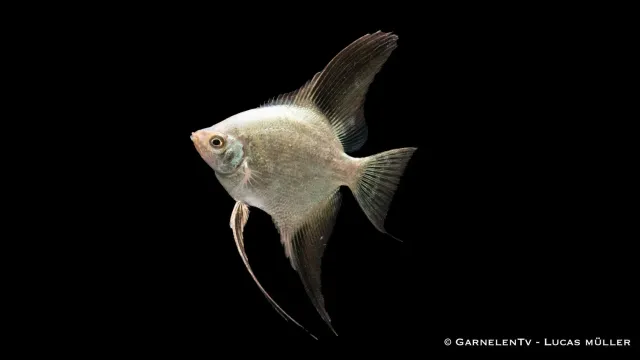 Garnelen TV Skalar seal point Pterophyllum scalare