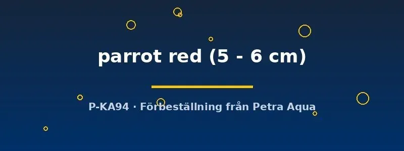 King Kong parrot red 5–6 cm papegojciklid röd