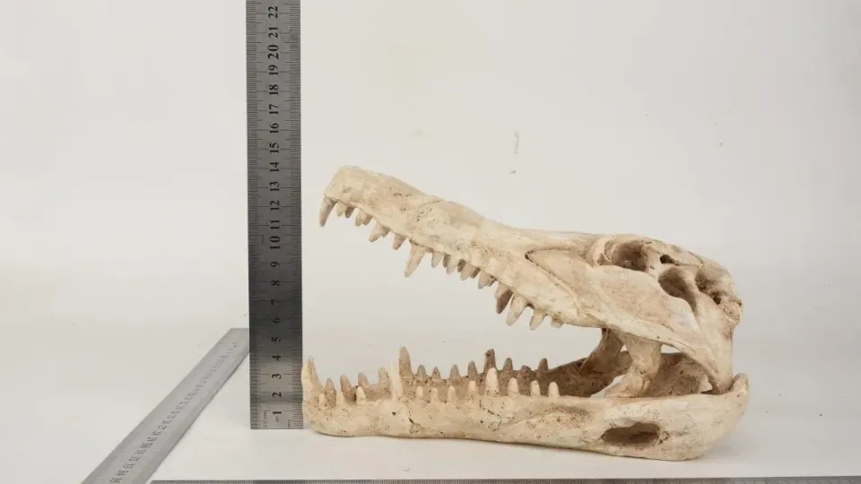 Näsets Ciklidhobby Gapande Krokodilkranium akvariedekor