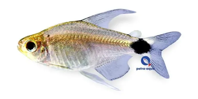 Näsets Ciklidhobby Saratetra Hyphessobrycon tetra 1,5-2 cm