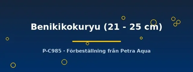 Näsets Ciklidhobby Koi Benikikokuryu dammfisk 21-25 cm
