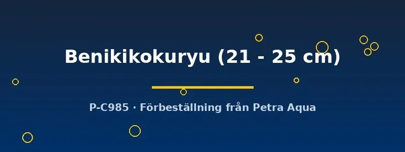 Näsets Ciklidhobby Koi Benikikokuryu dammfisk 21-25 cm