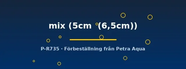 Petra-Aqua Symphysodon mix diskusfisk 5–6,5 cm ungfisk