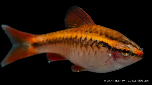 Puntius titteya körsbärsbarb stimfisk DNZ-odlad