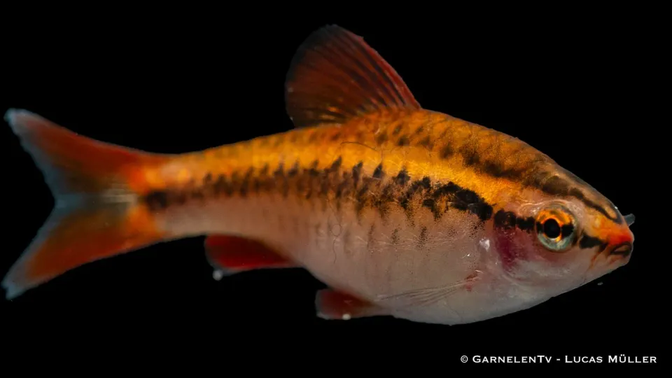 Puntius titteya körsbärsbarb stimfisk DNZ-odlad