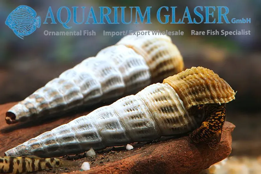 Tylomelania marwotoae akvariesnäcka 3-5 cm