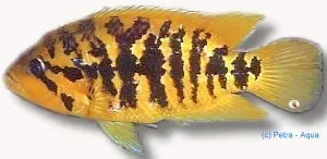 Näsets Ciklidhobby Cichlasoma friedrichsthalii ciklid 6–7 cm