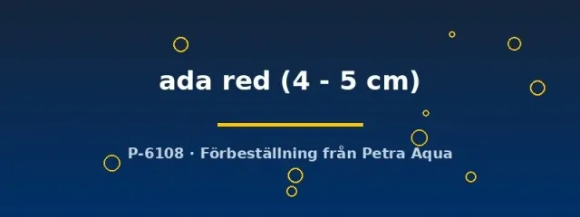 Näsets Ciklidhobby Ada Red svärdbärare 4–5 cm livbärare