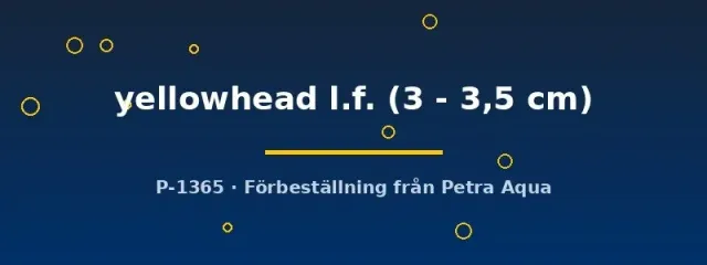 Näsets Yellowhead skalar akvariefisk 3–3,5 cm slöjfena