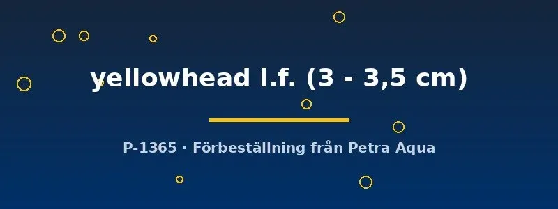 Näsets Yellowhead skalar akvariefisk 3–3,5 cm slöjfena