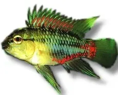 Näsets Ciklidhobby Apistogramma hongsloi dvärgciklid XL röd