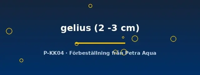 Näsets Ciklidhobby Puntius gelius akvariefisk 2–3 cm stimfisk