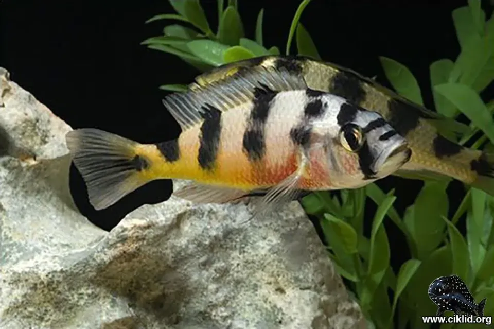 Näsets Ciklidhobby Viktoria-zebra ciklid 5–6 cm randig