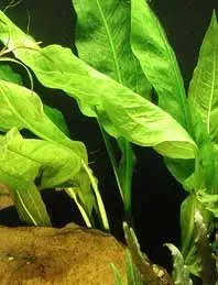 Näsets Ciklidhobby Echinodorus bleherae kruka akvarieväxt stor