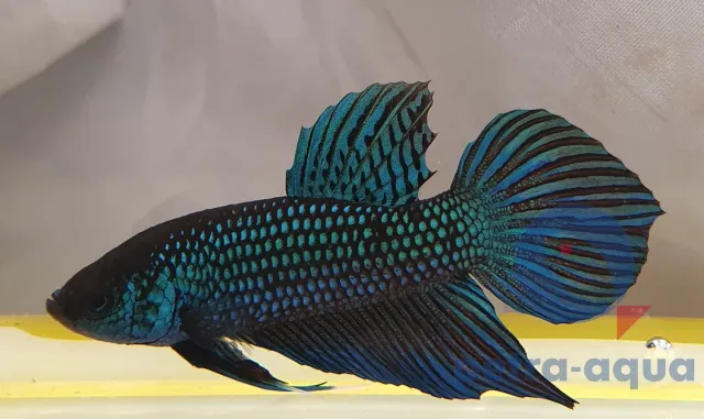 Näsets Ciklidhobby Betta spl Mahachaiensis kampfisk hane XL