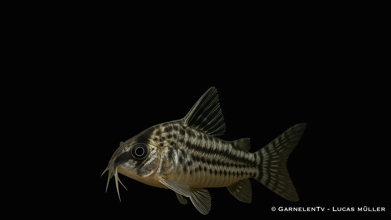 Garnelen TV CW28 pansarmal super Corydoras schwartzii