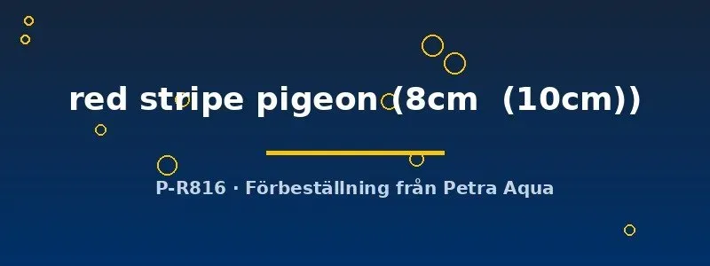 Näsets Ciklidhobby Symphysodon red stripe pigeon diskus 8–10 cm