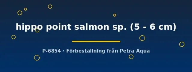 Näsets Ciklidhobby Haplochromis Hippo Point Salmon ciklid 5–6 cm