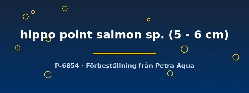 Näsets Ciklidhobby Haplochromis Hippo Point Salmon ciklid 5–6 cm
