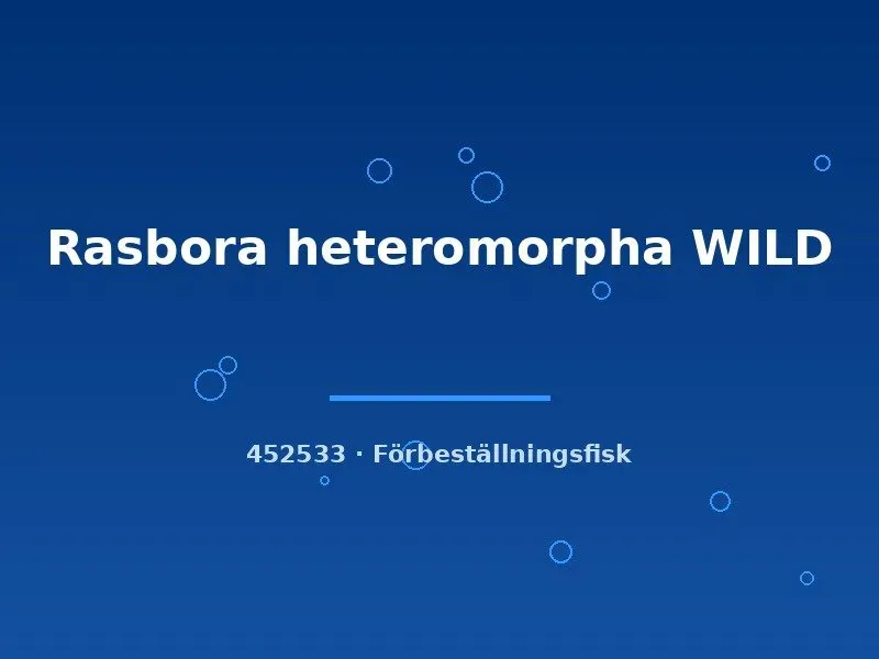 Näsets Ciklidhobby Rasbora heteromorpha WILD akvariefisk ml vildfångad