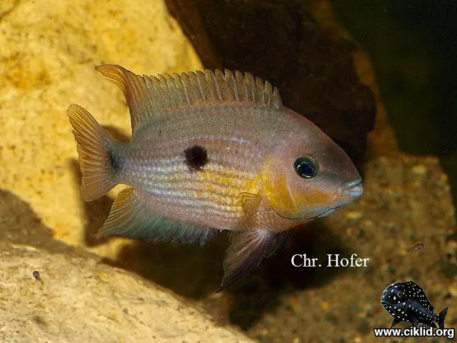 Näsets Ciklidhobby Gul Topazciklid ciklid 4–5 cm gul