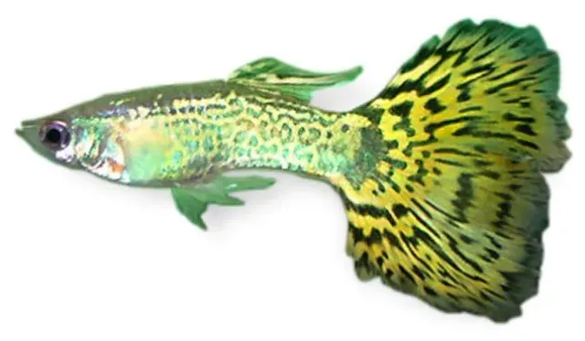 Näsets Ciklidhobby Guppy Cobra Green hane akvariefisk 3–4 cm