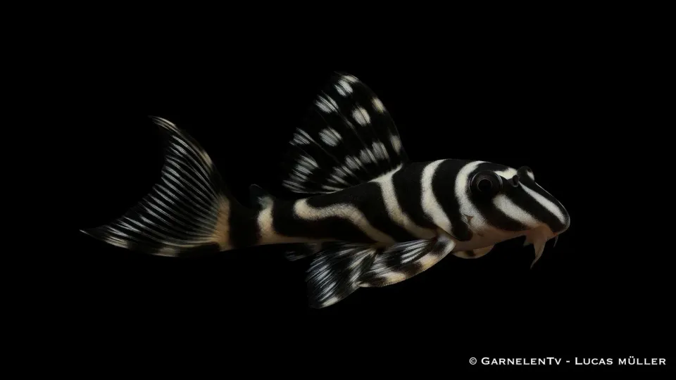 Garnelen TV L270 Chokladzebramal Hypancistrus akvariefisk