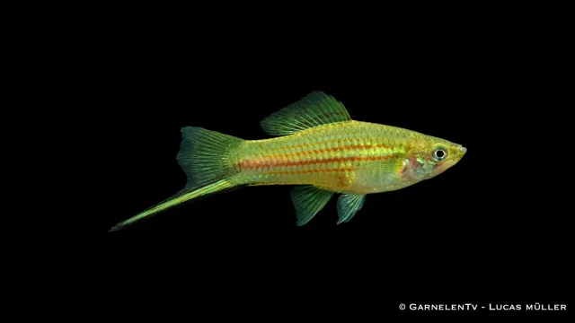 Garnelen TV Xiphophorus helleri grön svärdbärare