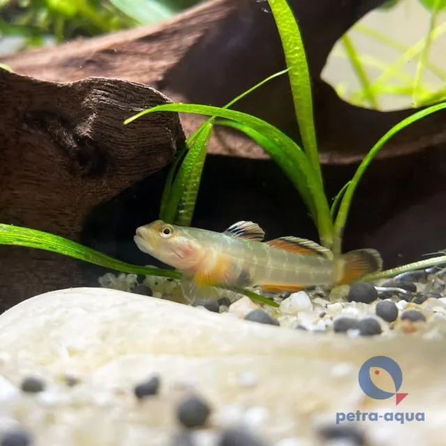 Näsets Ciklidhobby Rhinogobius red white edge 3–4 cm