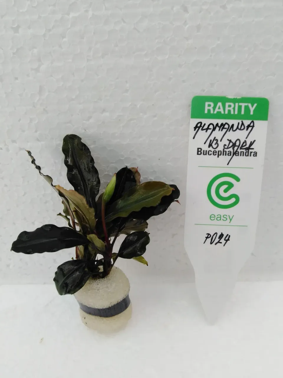 Bucephalandra Alamanda V3 Dark akvarieväxt Easy8
