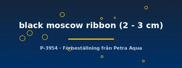 Näsets Ciklidhobby Black Moscow Ribbon guppy par 2–3 cm svart