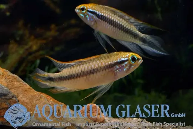 Näsets Ciklidhobby Agassizi Double Red dvärgciklid lg