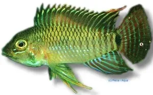 Apistogramma steindachneri dvärgciklid XL Sydamerika