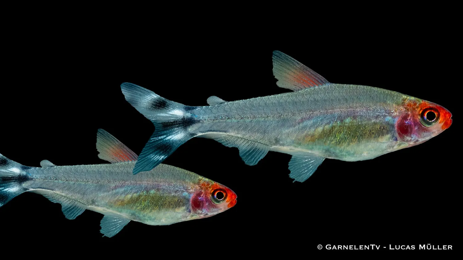 Garnelen TV rödhuvudstetra Petitella bleheri stimfisk