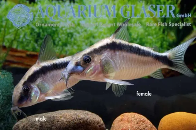 Näsets Ciklidhobby Corydoras arcuatus pansarmal lg bottenfisk