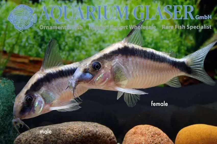 Näsets Ciklidhobby Corydoras arcuatus pansarmal lg bottenfisk