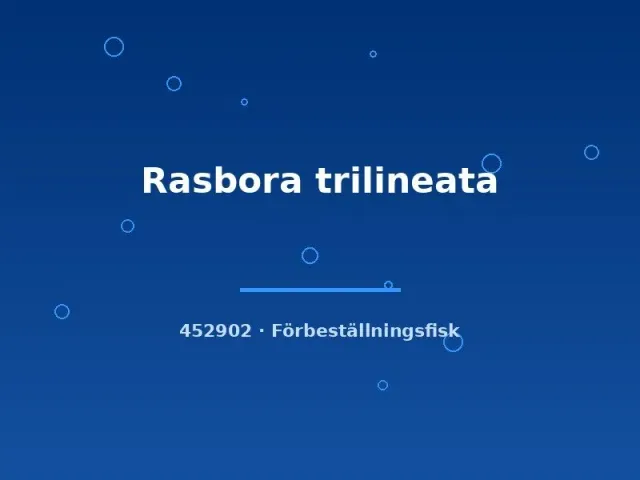 Näsets Ciklidhobby Rasbora trilineata stimfisk md